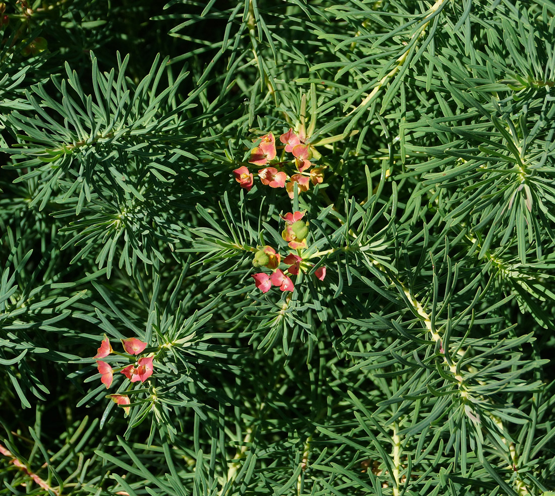 Image of Euphorbia cyparissias specimen.