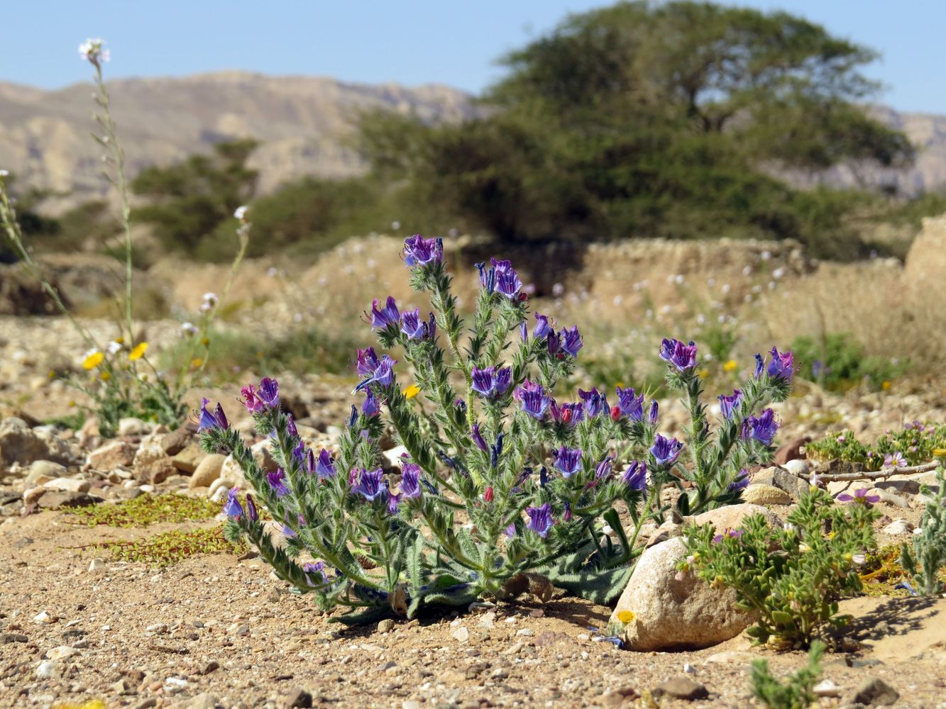 Изображение особи Echium rauwolfii.