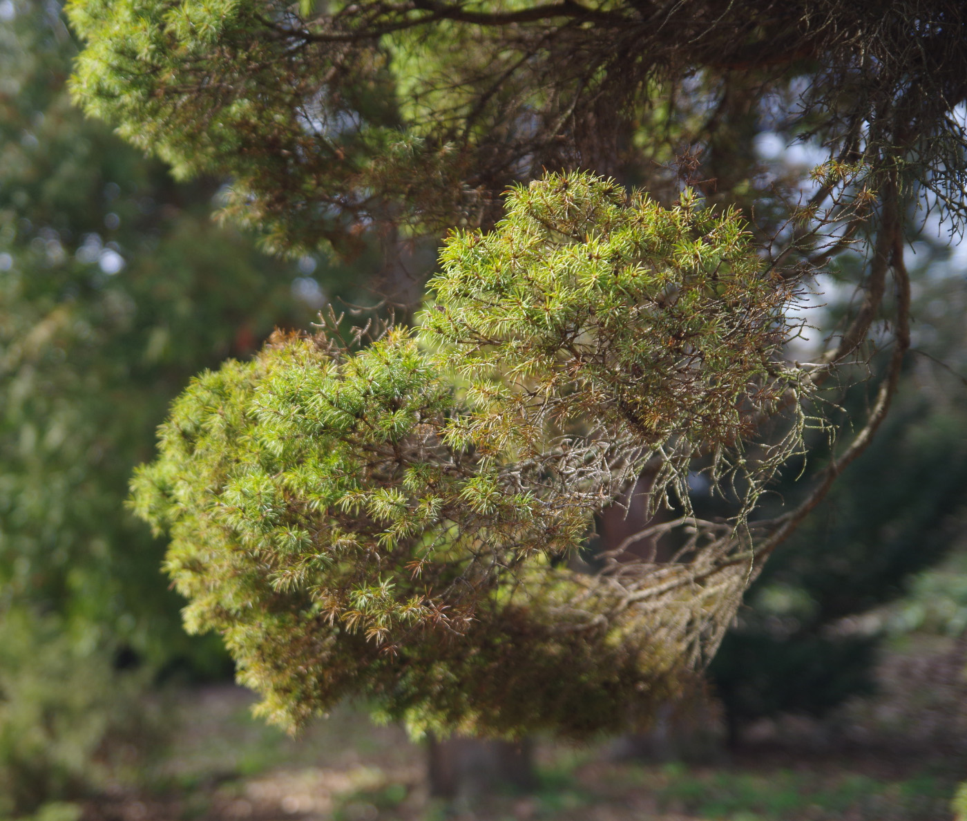 Изображение особи Picea glauca.