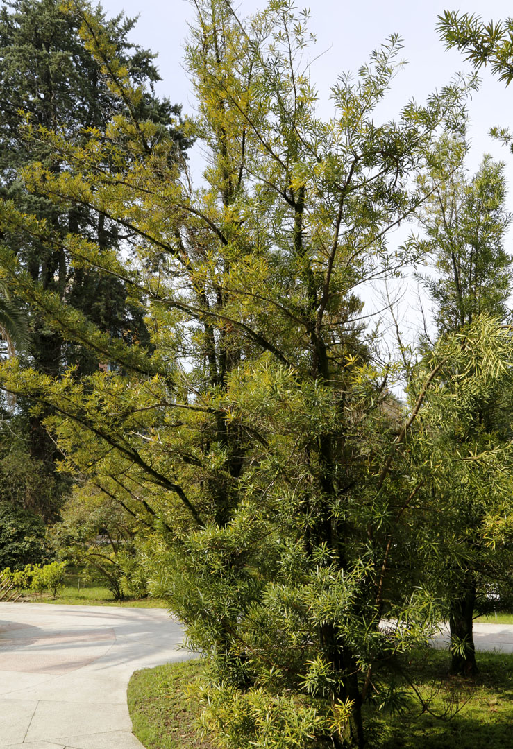 Image of Podocarpus macrophyllus specimen.