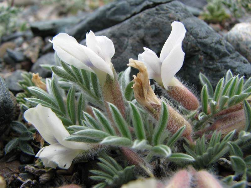 Изображение особи Oxytropis malacophylla.