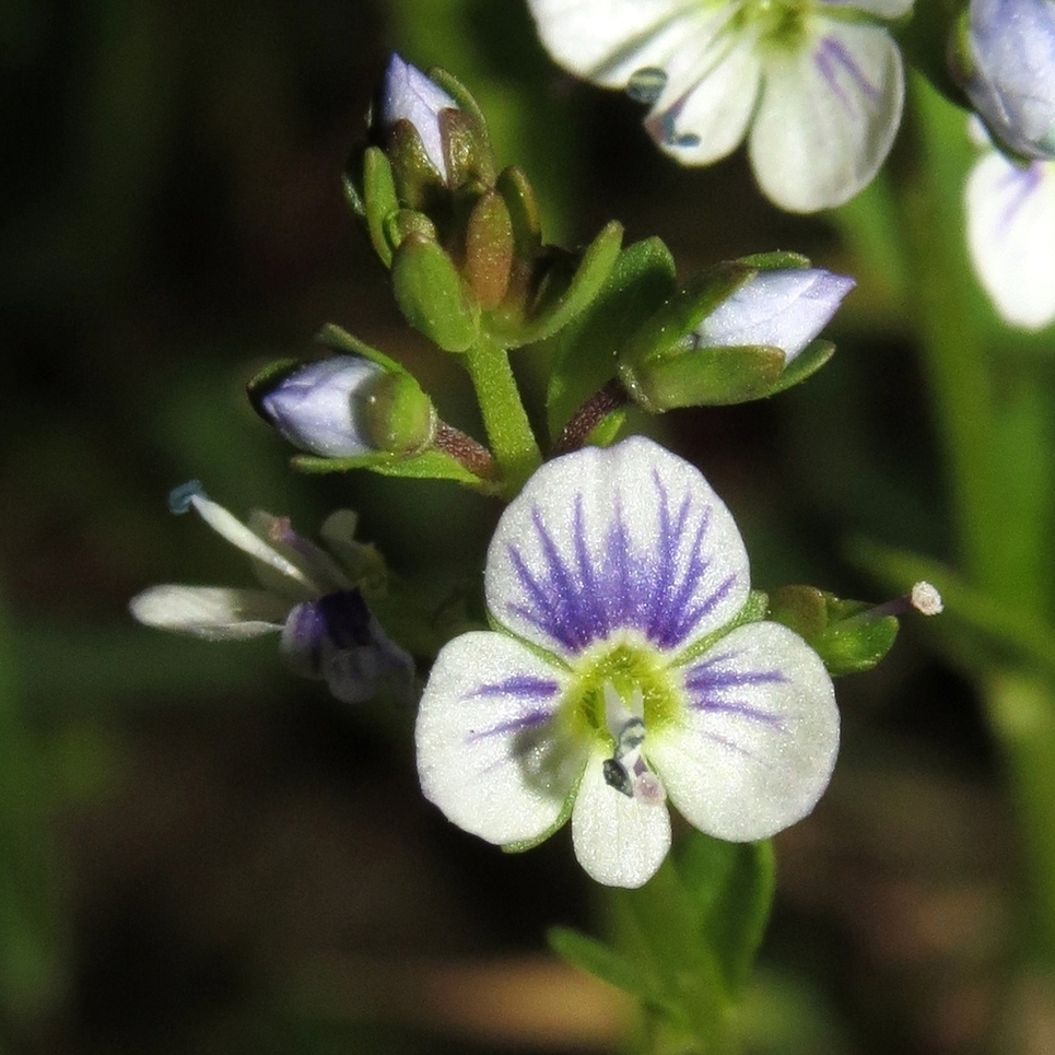 Изображение особи Veronica serpyllifolia.