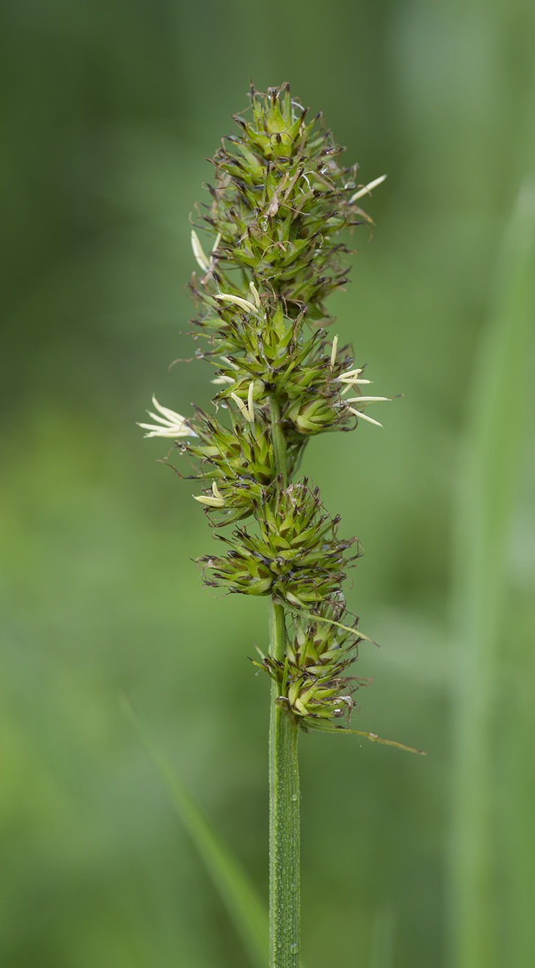 Изображение особи Carex vulpina.