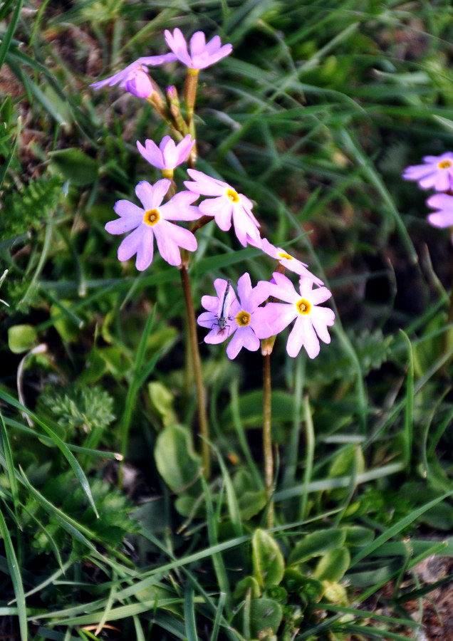 Image of Primula nutans specimen.