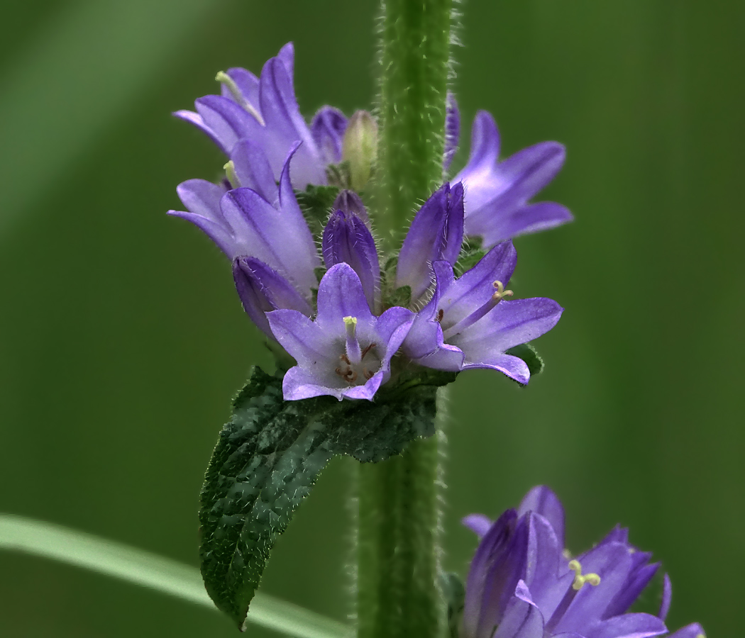 Image of Campanula cervicaria specimen.