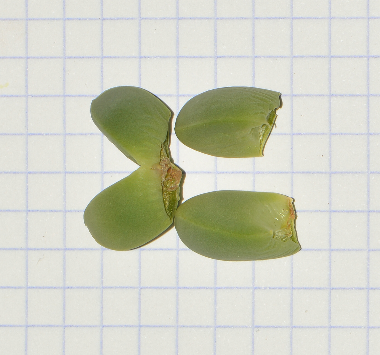 Image of Corpuscularia lehmannii specimen.