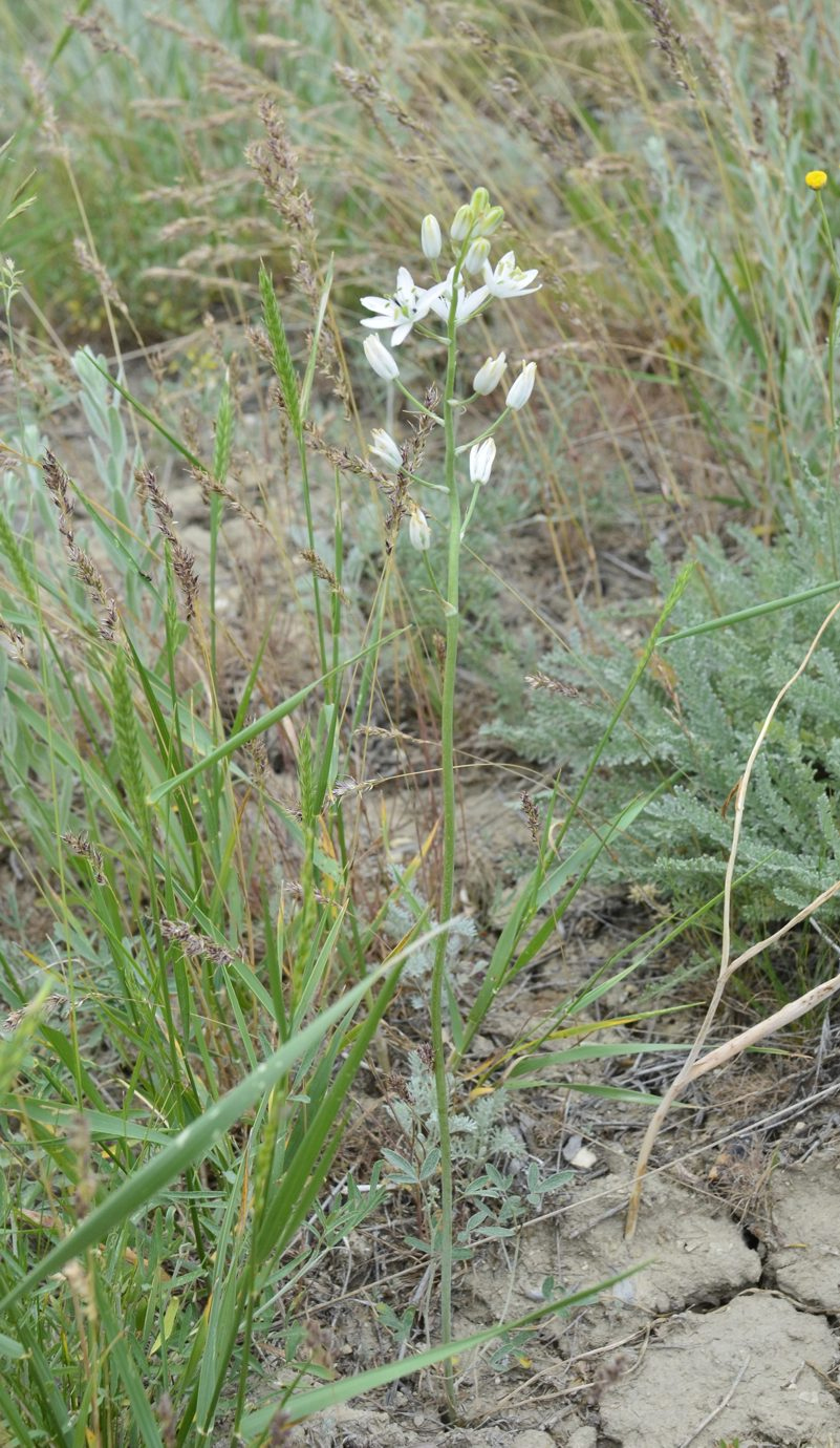 Image of Ornithogalum fischerianum specimen.