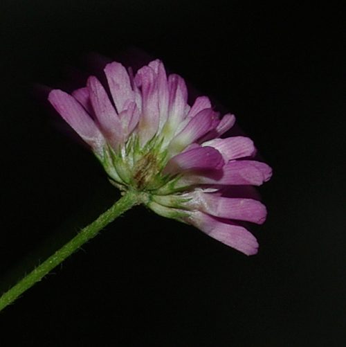 Image of Trifolium resupinatum specimen.