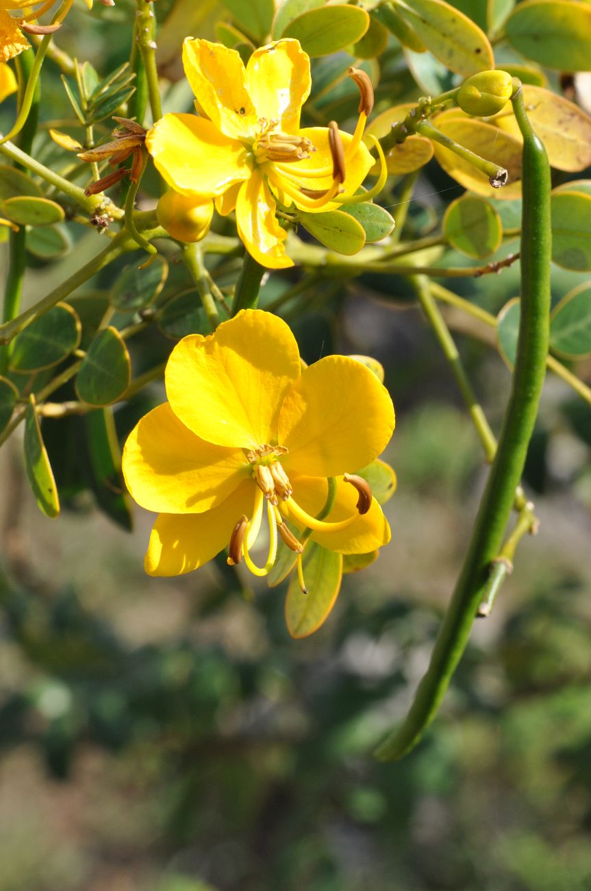 Image of genus Senna specimen.