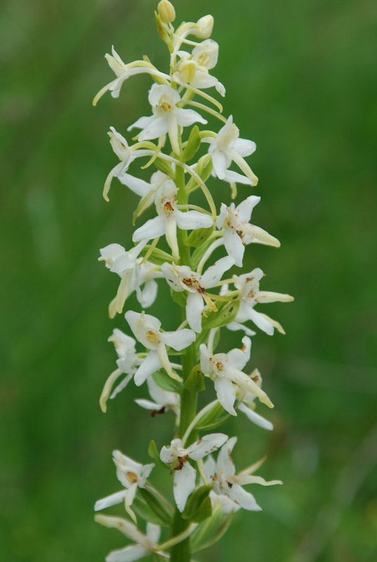 Изображение особи Platanthera bifolia.