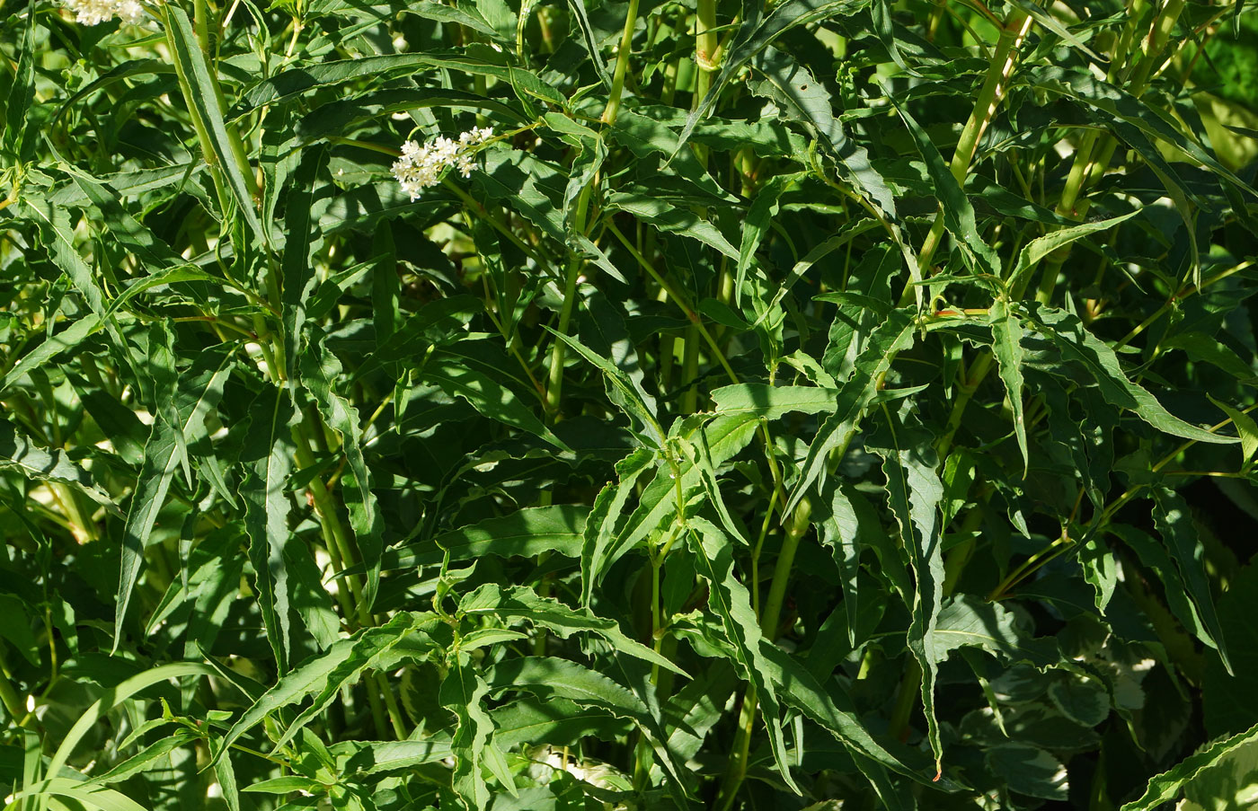 Image of Aconogonon alpinum specimen.