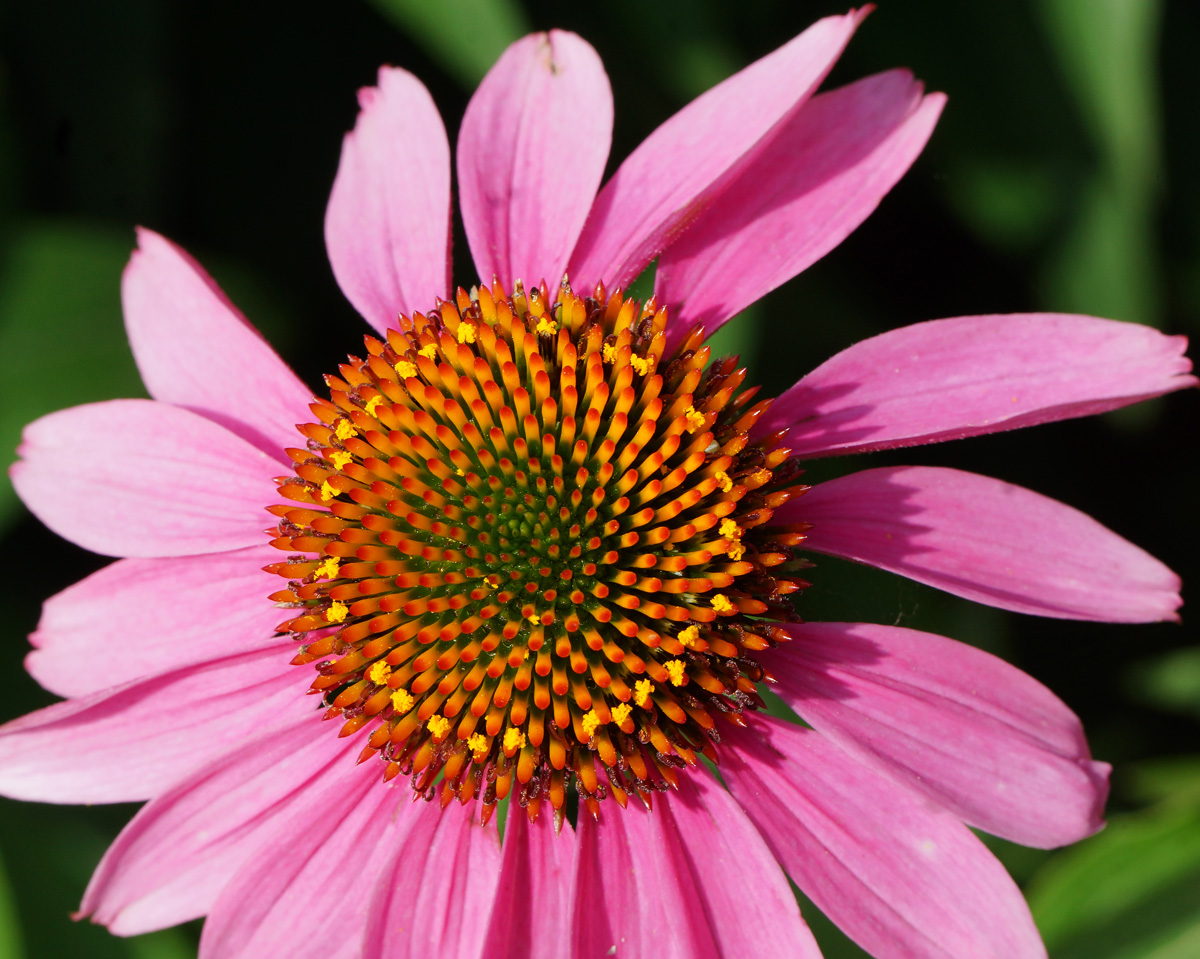 Image of Echinacea purpurea specimen.