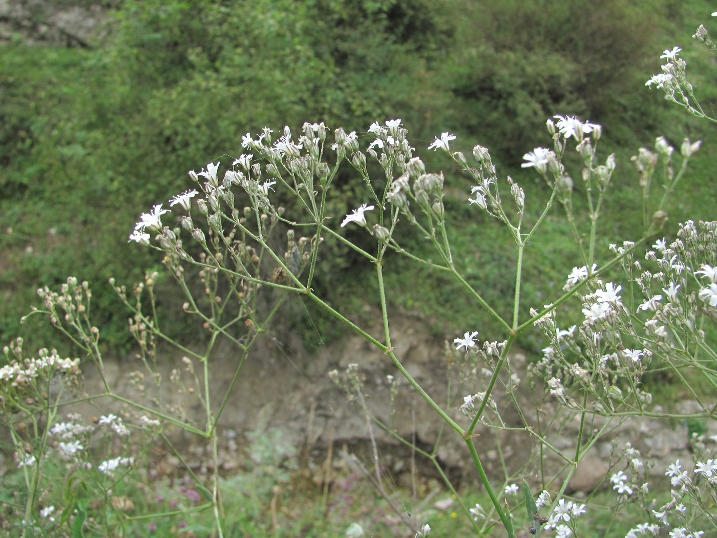 Image of Gypsophila acutifolia specimen.