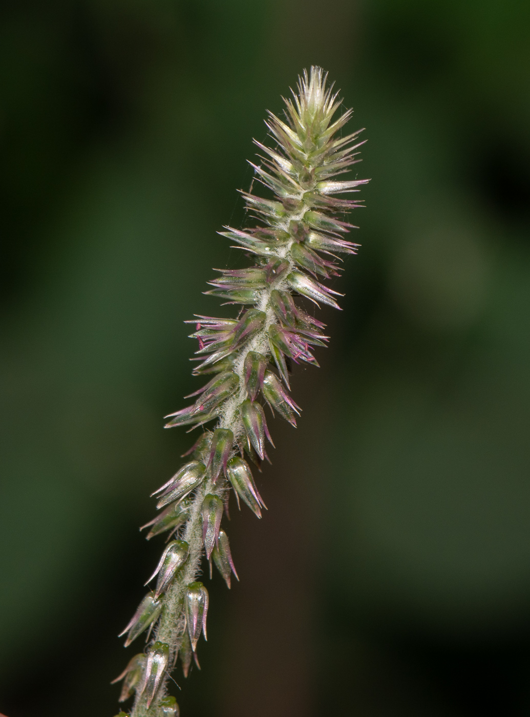 Image of Achyranthes aspera var. sicula specimen.