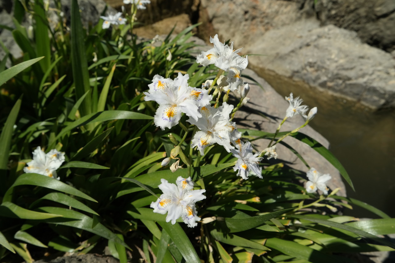 Image of Iris japonica specimen.