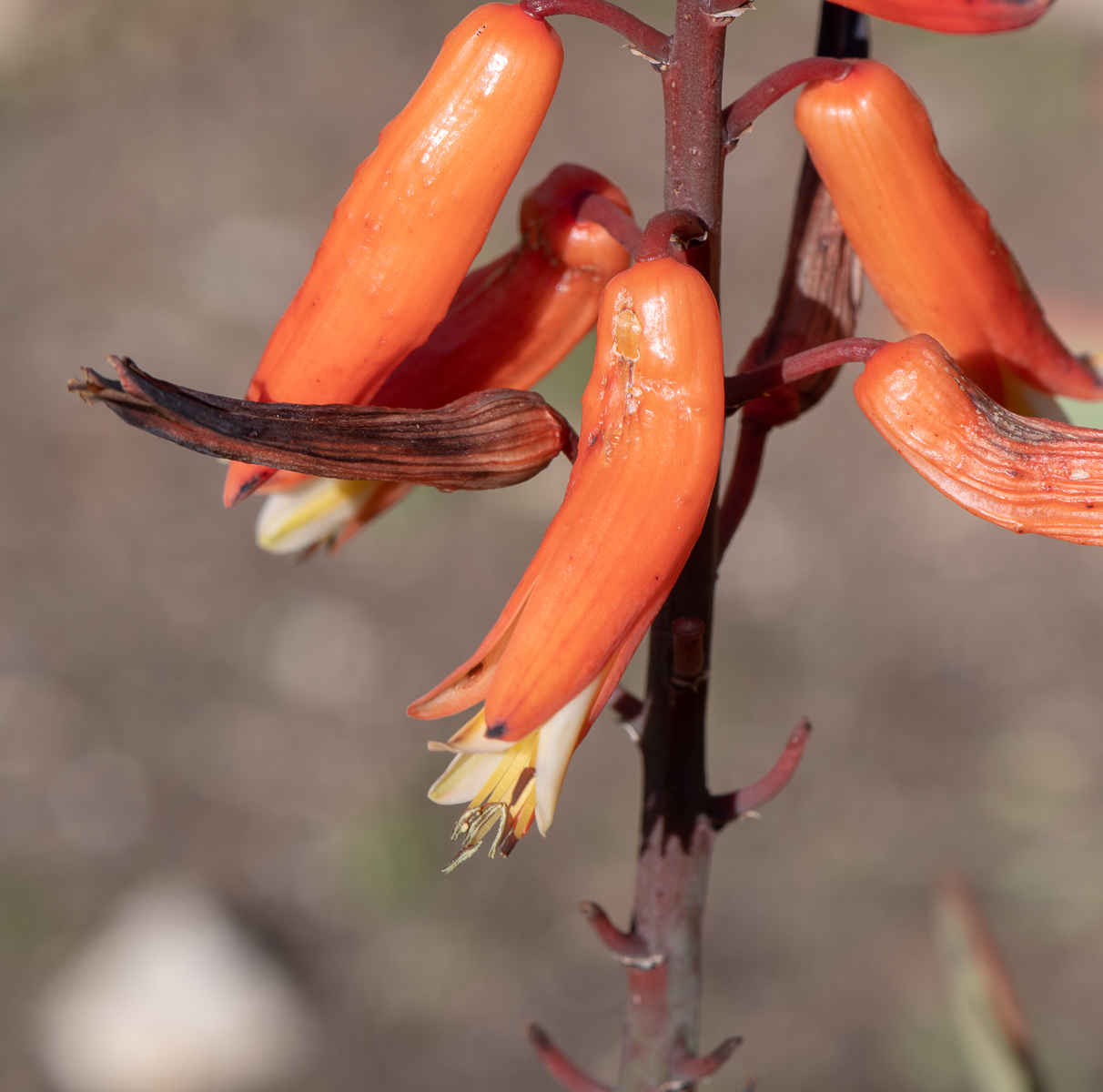 Изображение особи Aloe plicatilis.