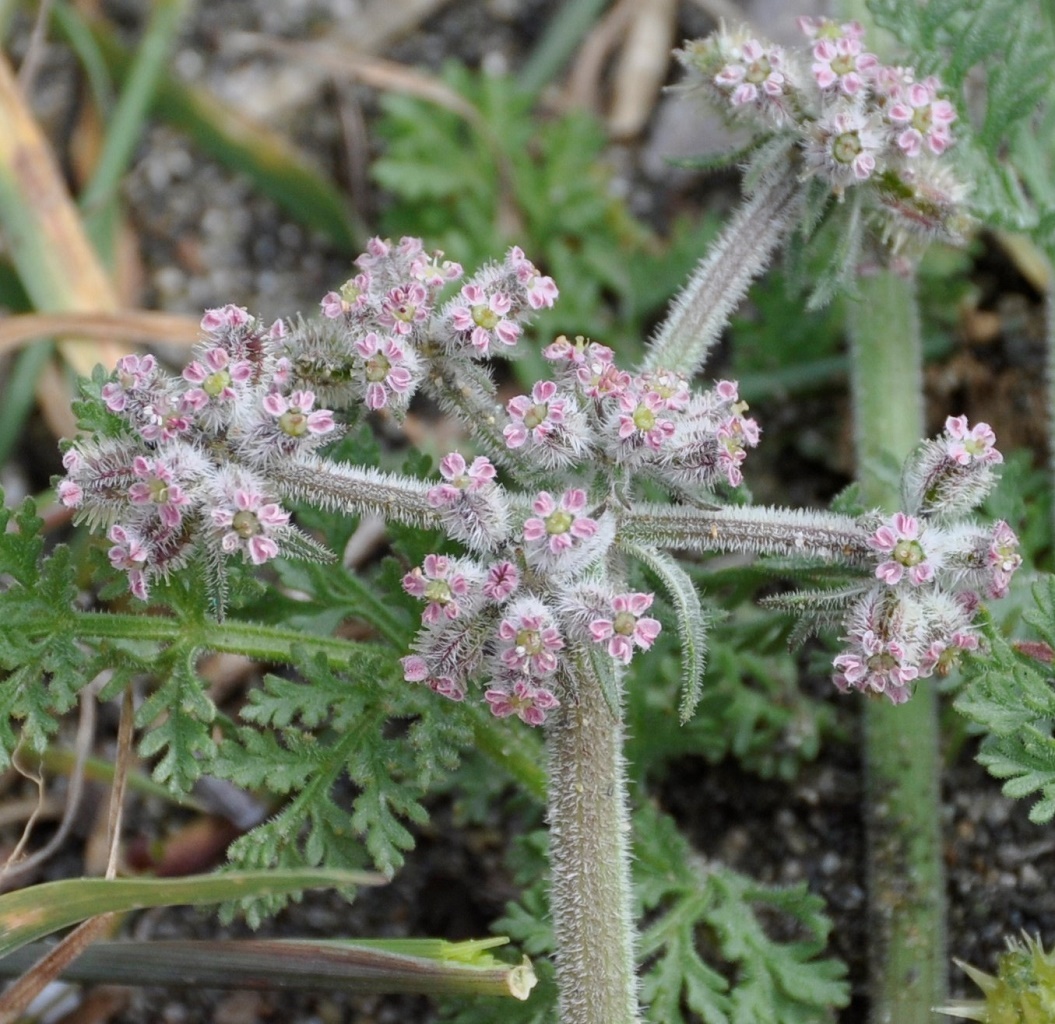 Image of Pseudorlaya pumila specimen.