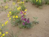 Смотреть изображение Delphinium camptocarpum