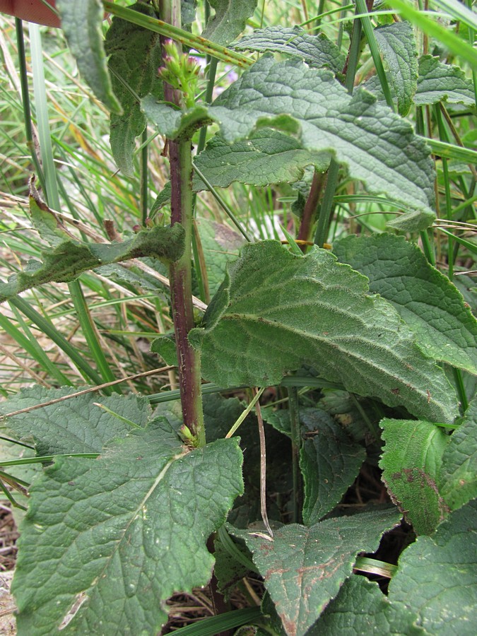 Image of Campanula ruthenica specimen.