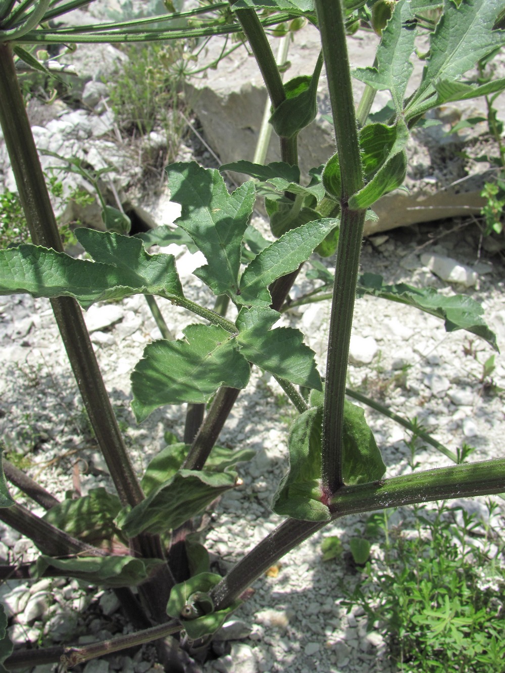 Image of Heracleum grandiflorum specimen.