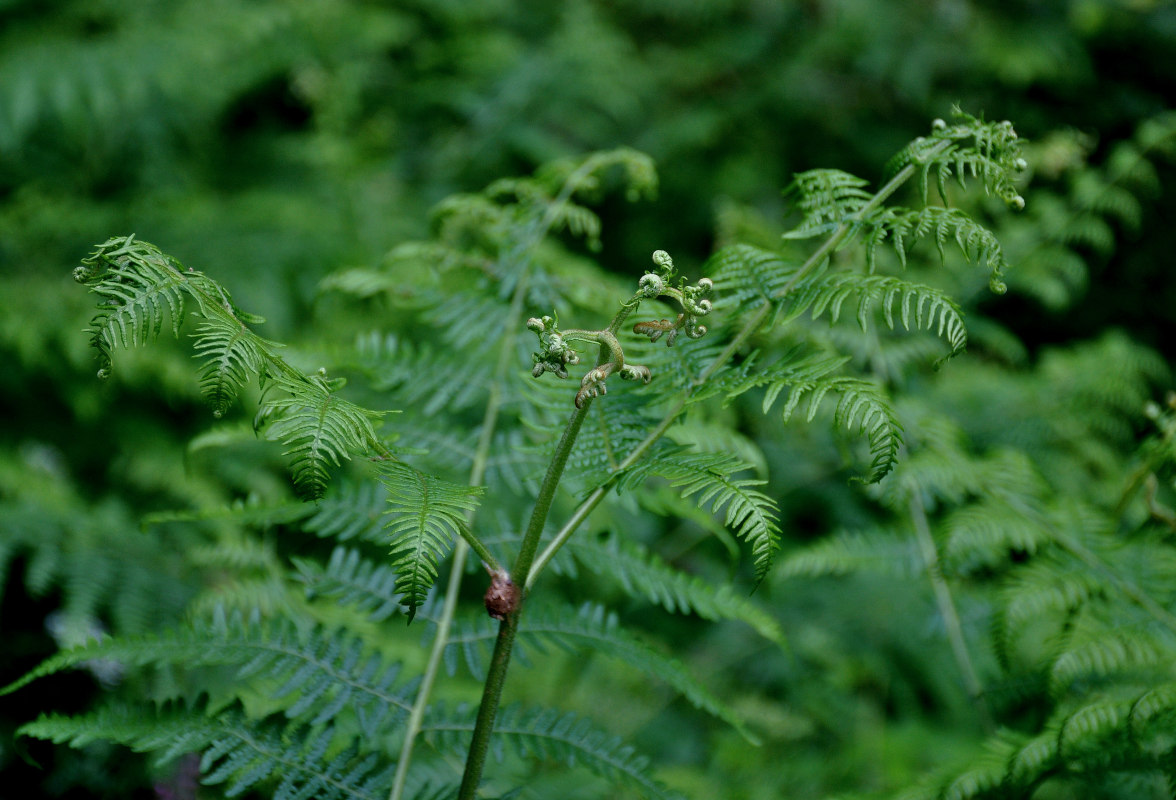 Image of Pteridium aquilinum specimen.