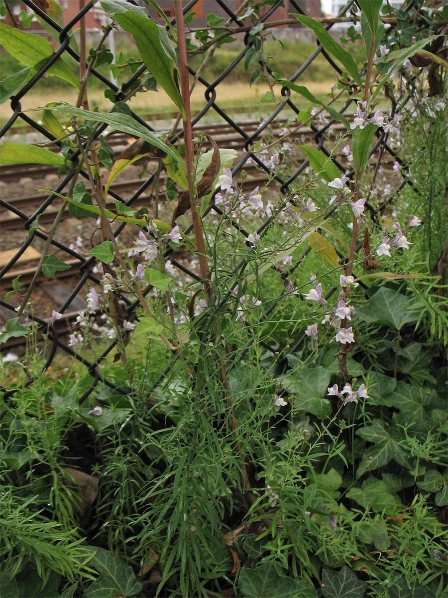 Image of Linaria repens specimen.