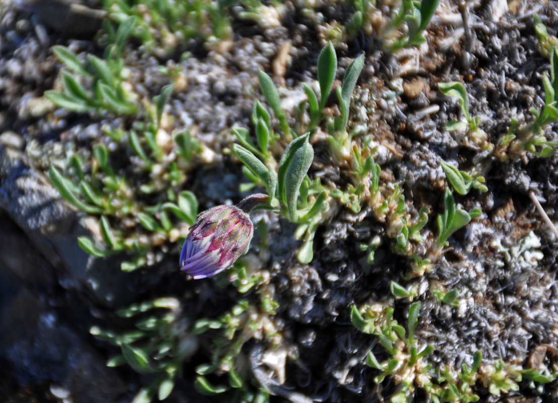 Image of Rhinactinidia eremophila specimen.