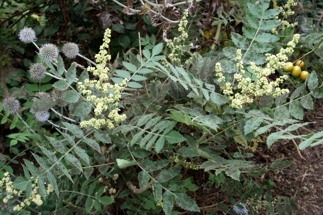 Image of Rhus coriaria specimen.