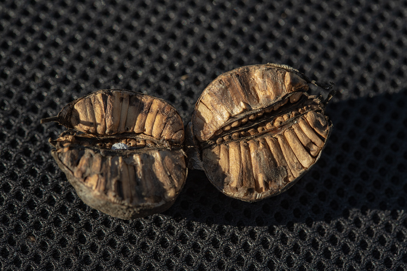 Image of Aristolochia clematitis specimen.