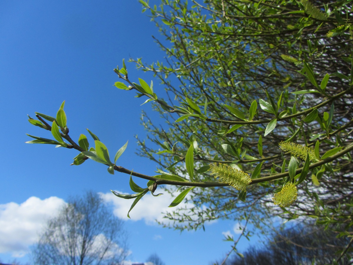 Image of Salix fragilis var. sphaerica specimen.