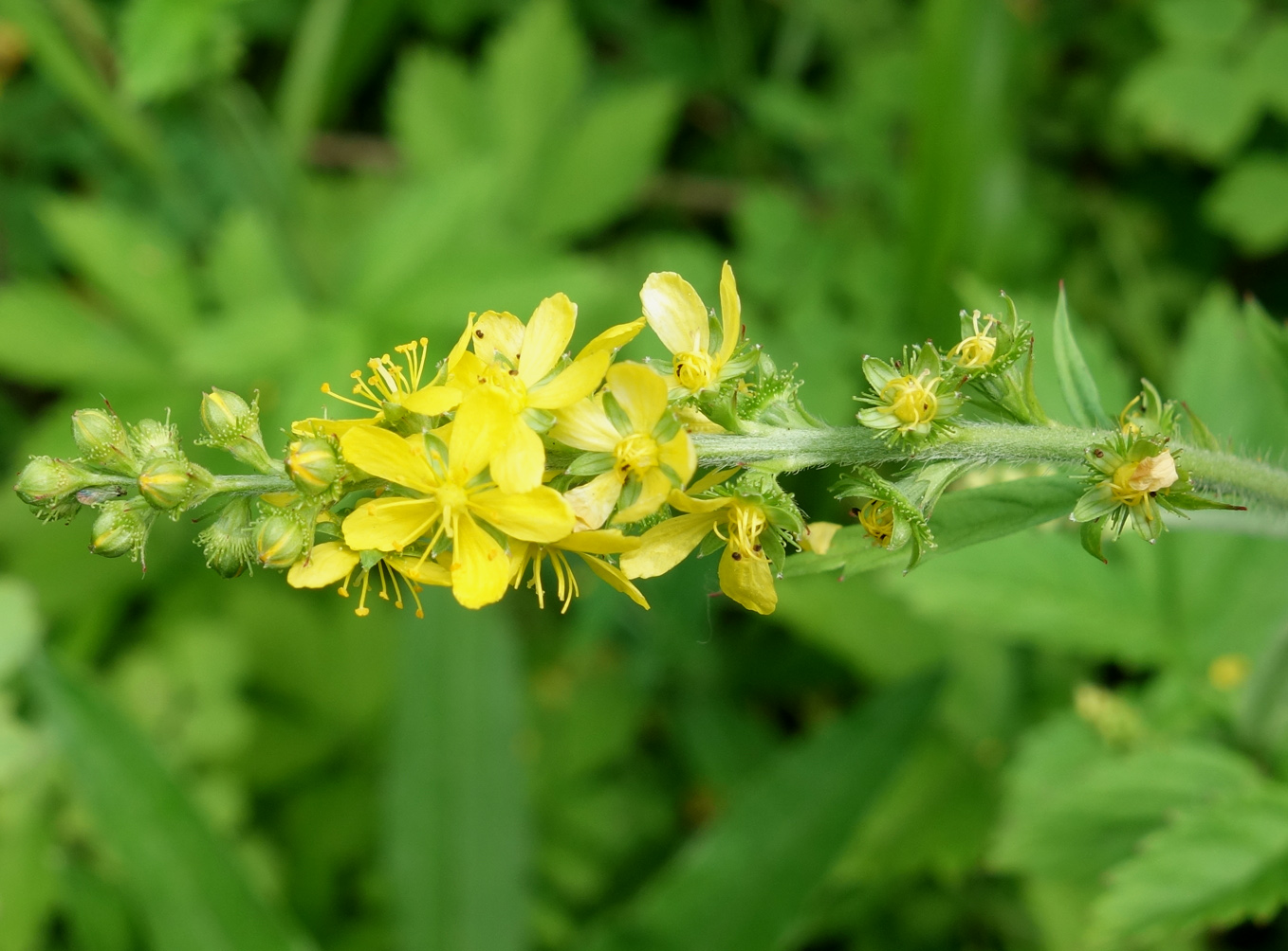 Image of Agrimonia viscidula specimen.