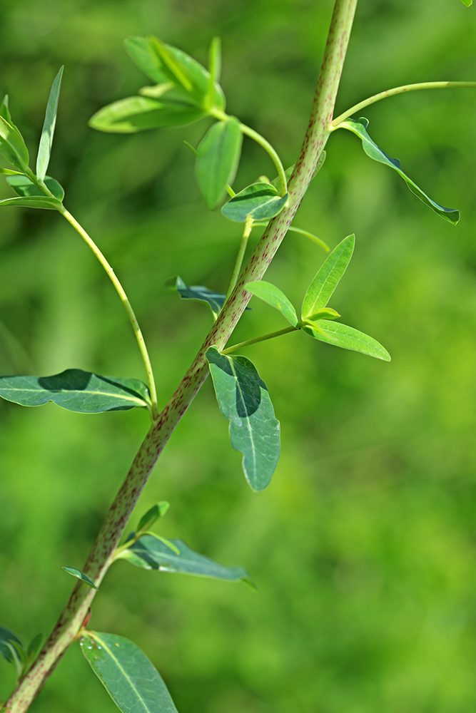 Image of Euphorbia lucida specimen.