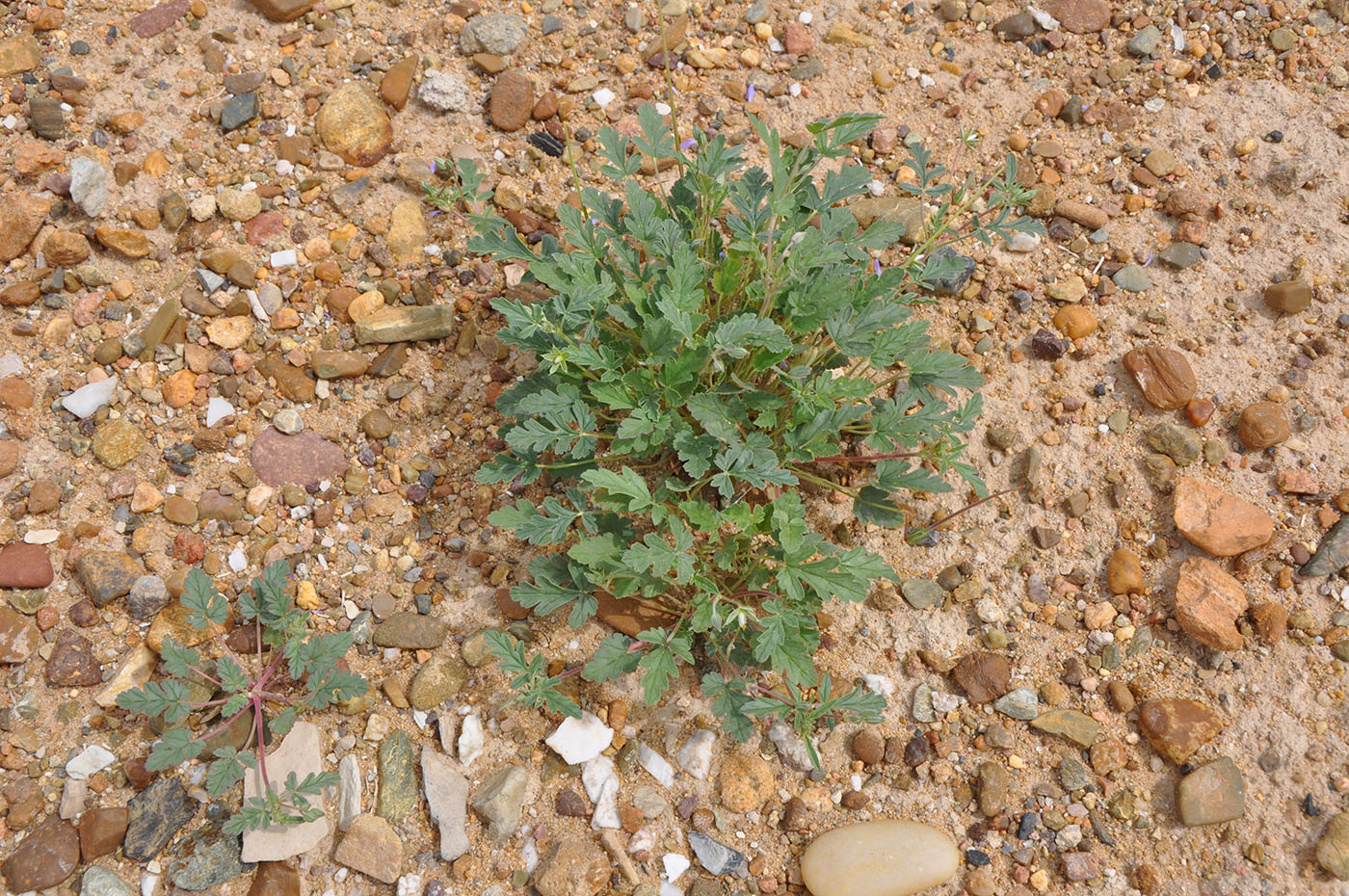 Изображение особи Erodium oxyrhynchum.