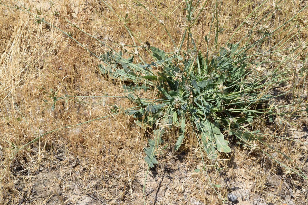 Изображение особи Chondrilla juncea.