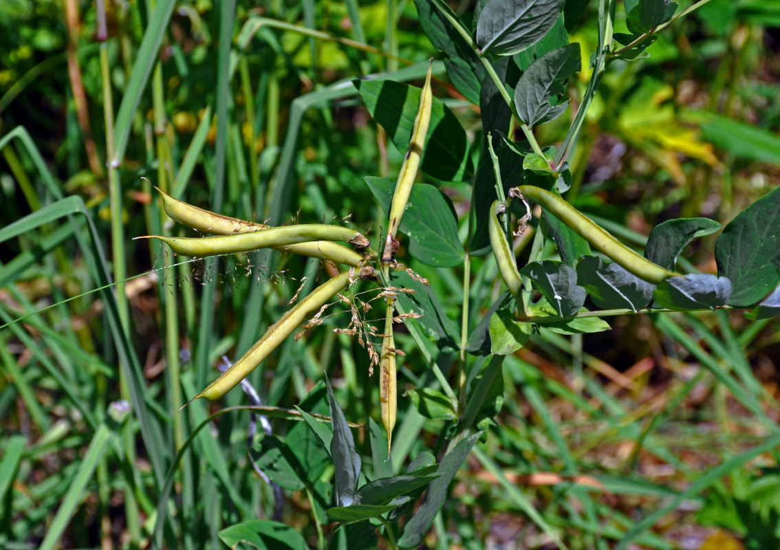 Изображение особи Lathyrus gmelinii.