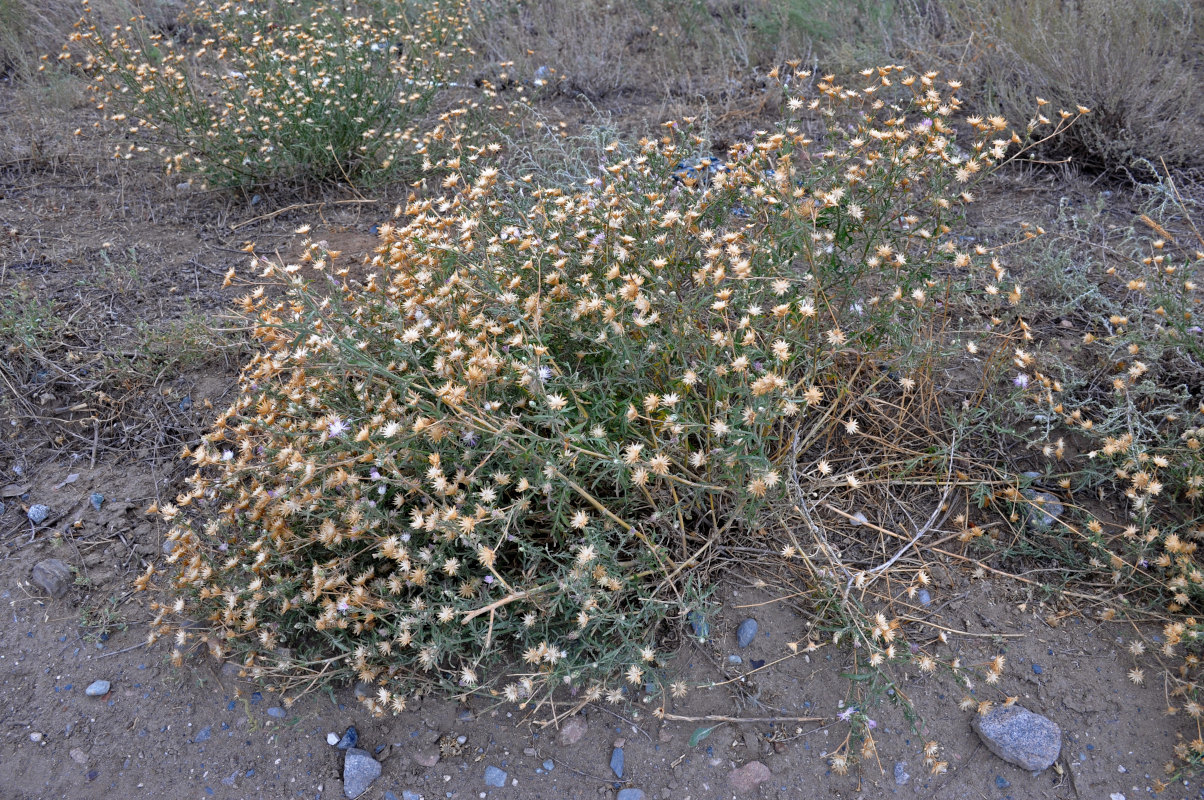 Image of genus Centaurea specimen.