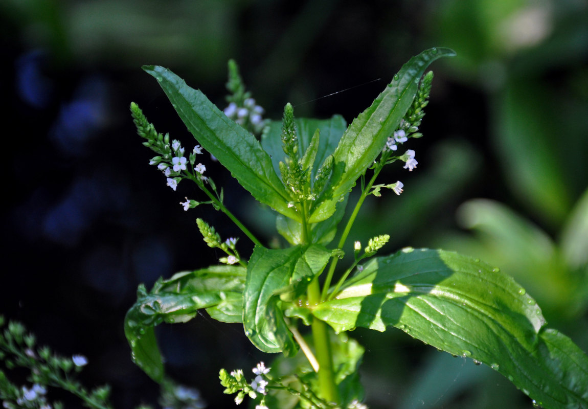 Image of Veronica anagallis-aquatica specimen.