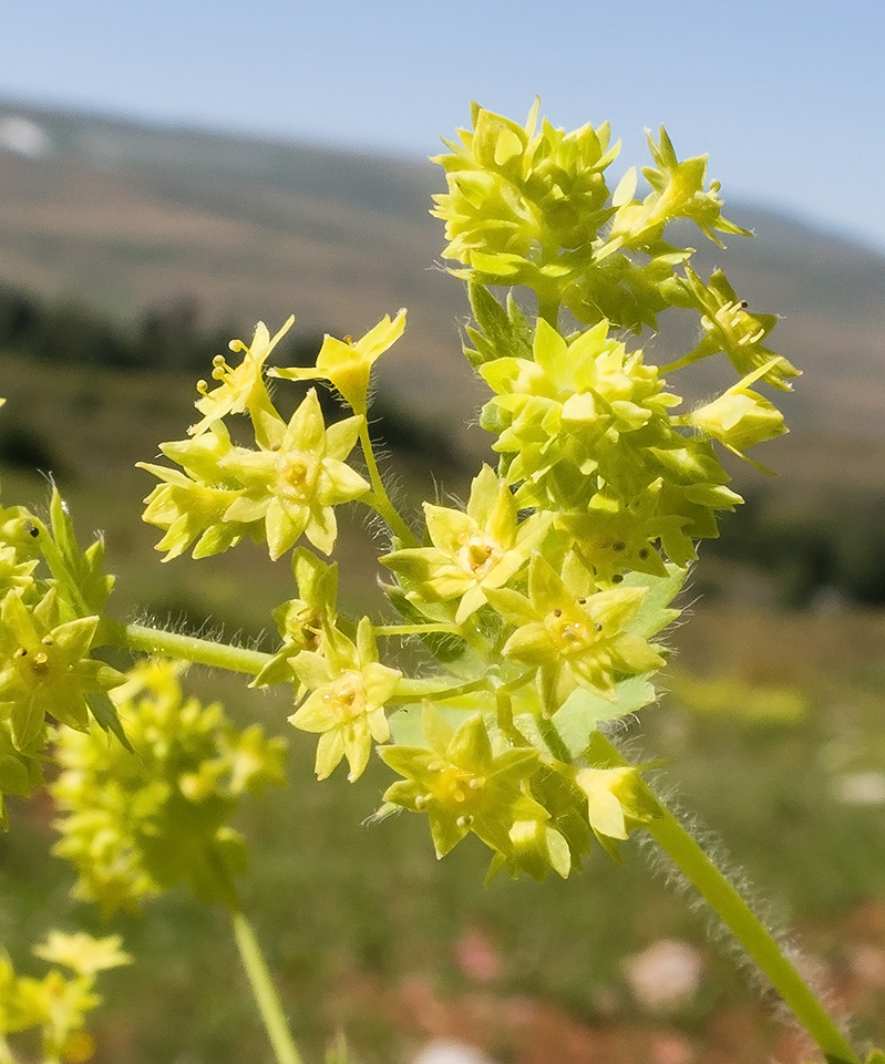 Изображение особи Alchemilla orthotricha.