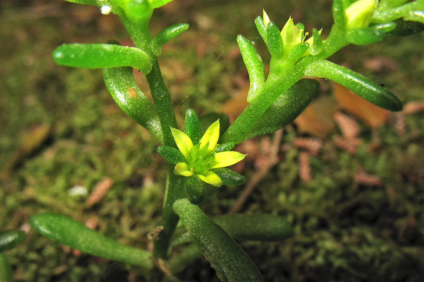 Image of Sedum litoreum specimen.