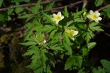 Смотреть изображение Anemone × lipsiensis