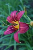 Hemerocallis × hybrida