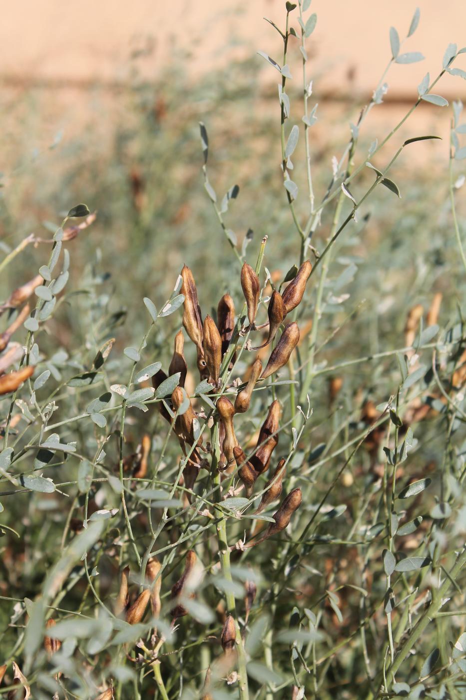 Image of Goebelia pachycarpa specimen.