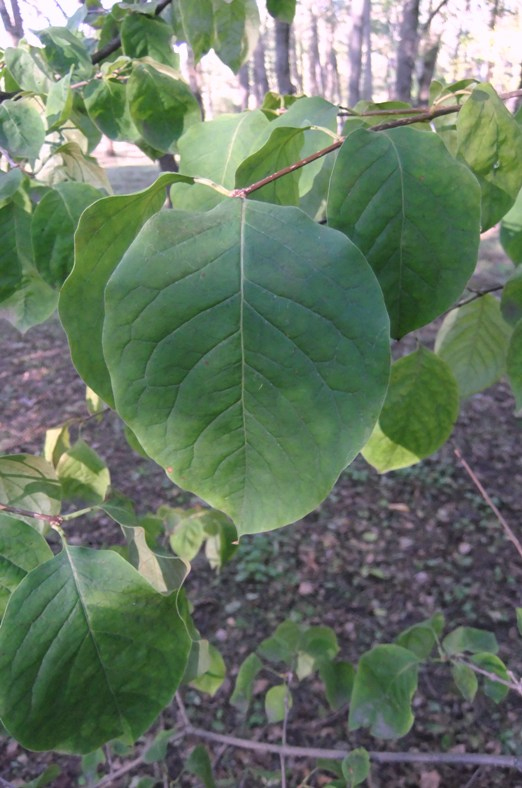 Image of Syringa amurensis specimen.