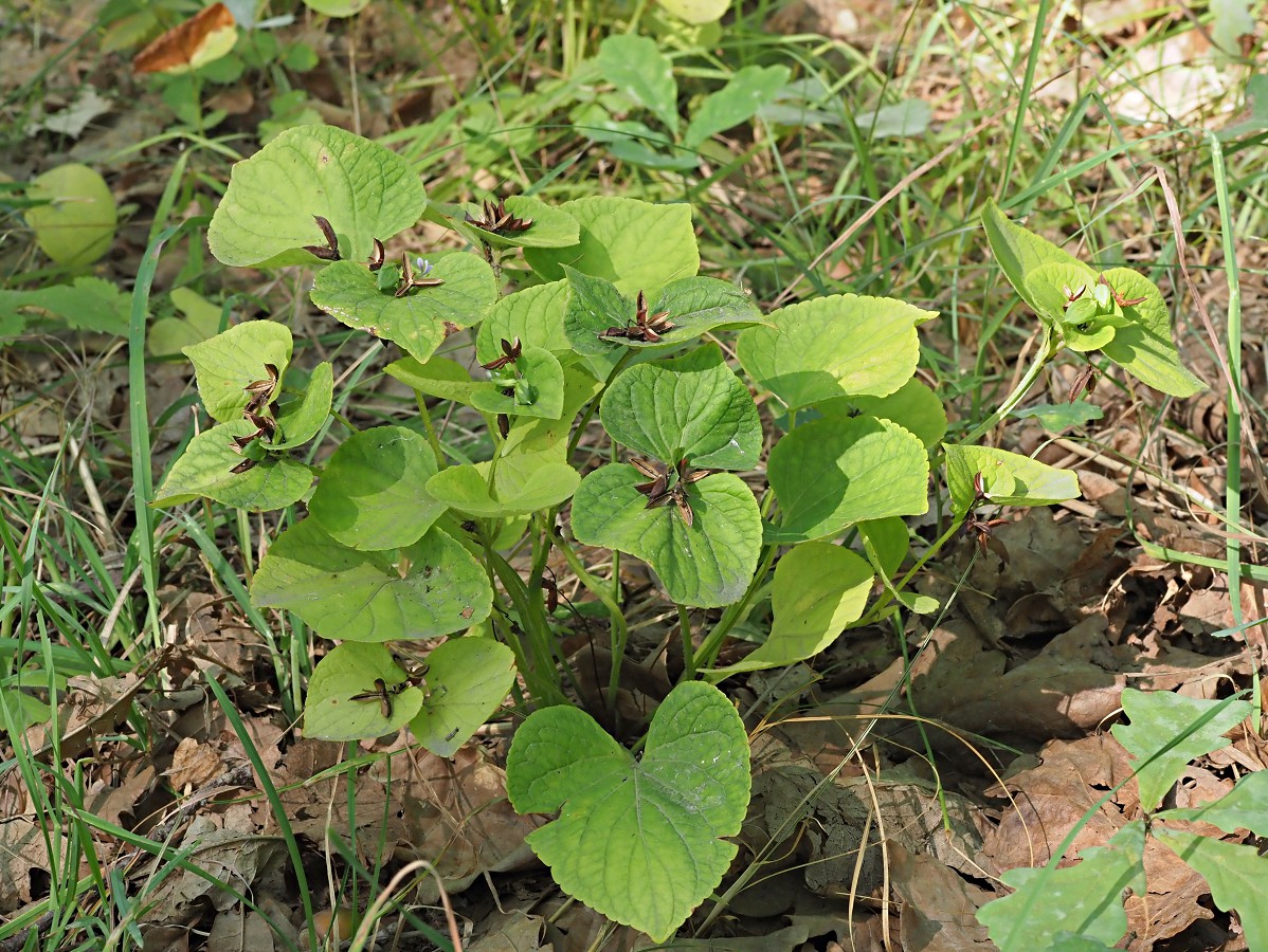 Image of Viola mirabilis specimen.