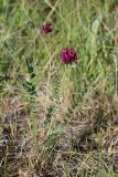 Oxytropis lehmannii