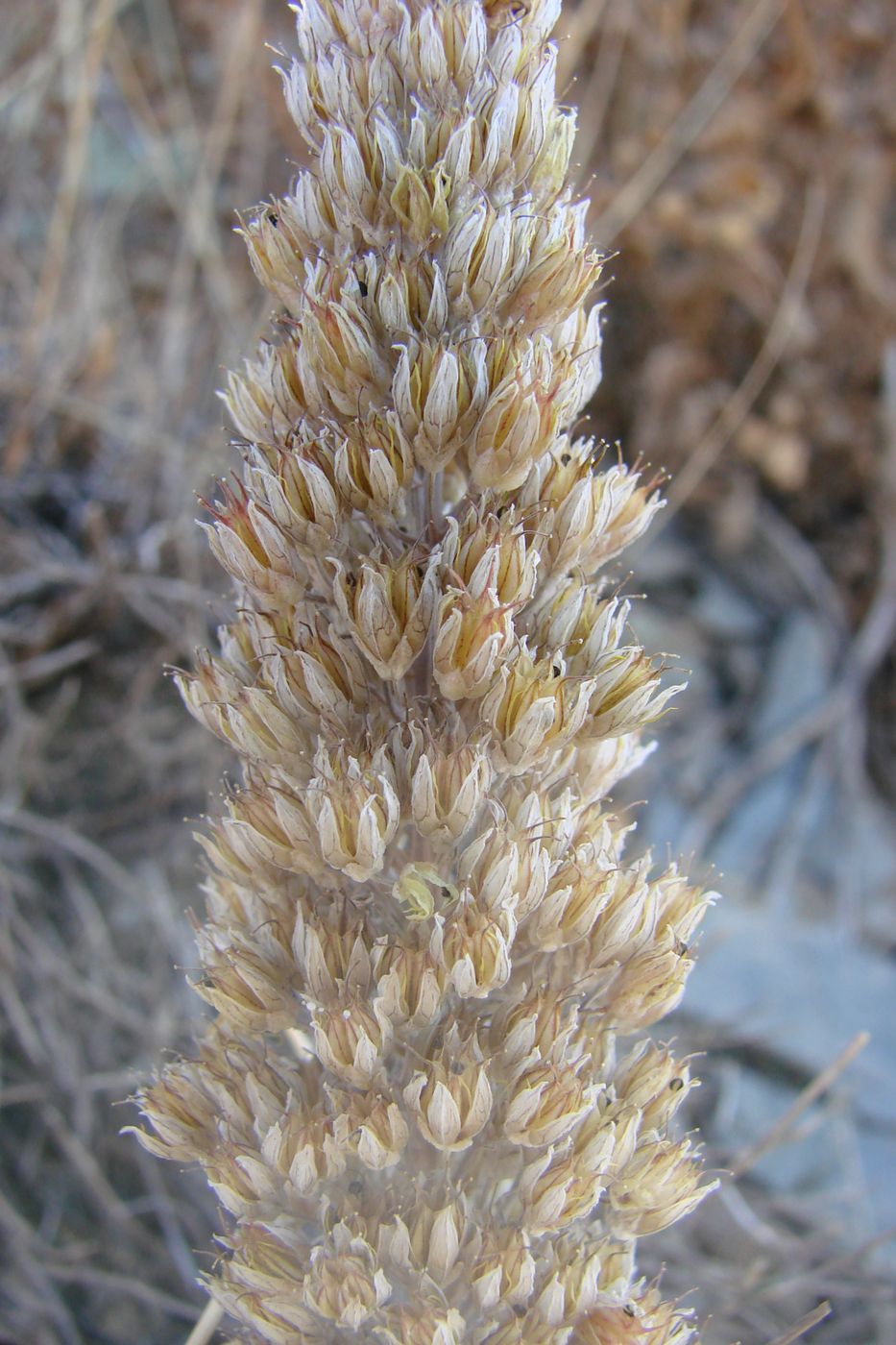 Image of Rosularia subspicata specimen.