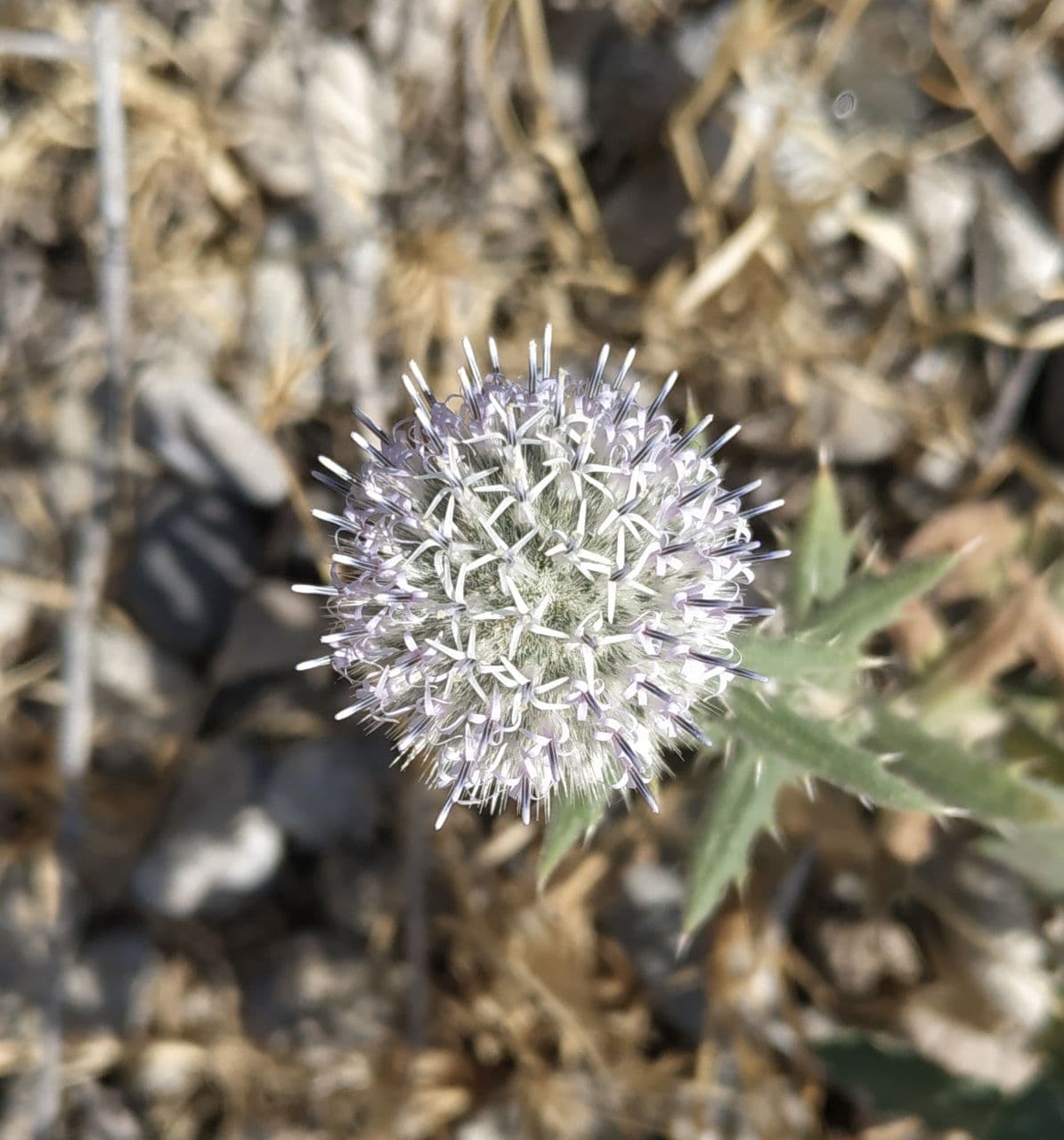 Изображение особи Echinops knorringianus.