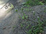 Cerastium holosteoides. Цветущее растение. Северная Осетия, Алагирский р-н, окр. пос. Верх. Фиагдон, небольшой лес, у дороги. 19.06.2021.
