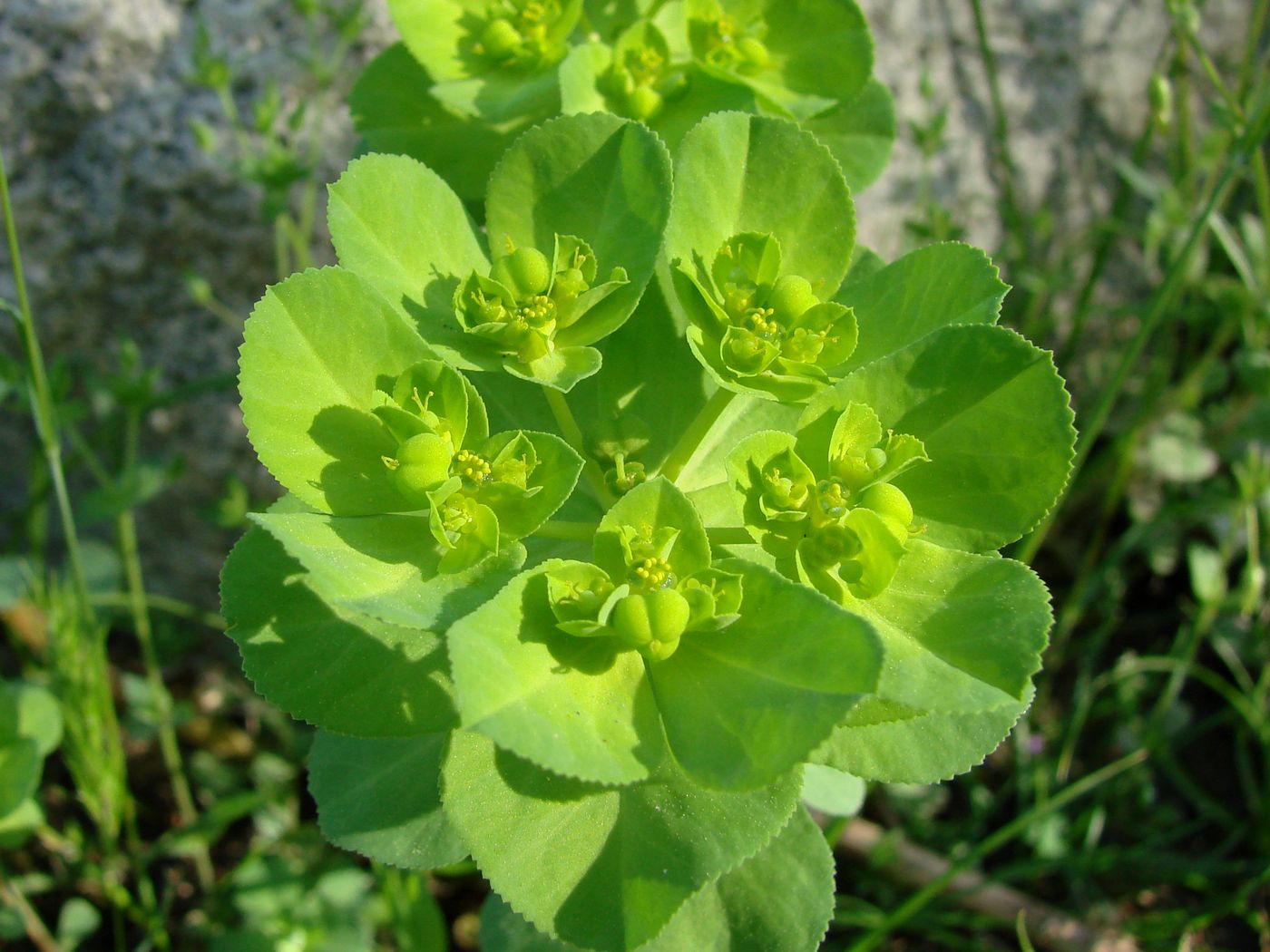 Изображение особи Euphorbia helioscopia.