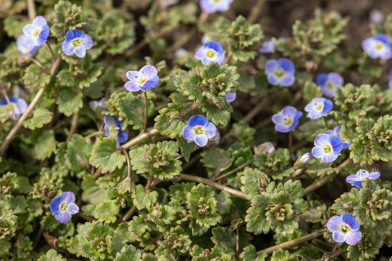 Image of Veronica persica specimen.